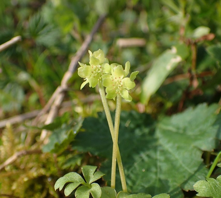 Adoxa moschatellina © Max André
