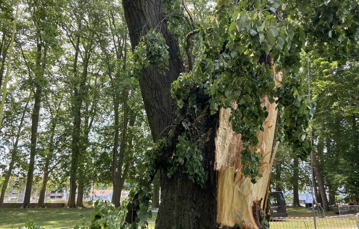 L'abattage de l'arbre à Chamars le 19 juin 2023. © Élodie R.