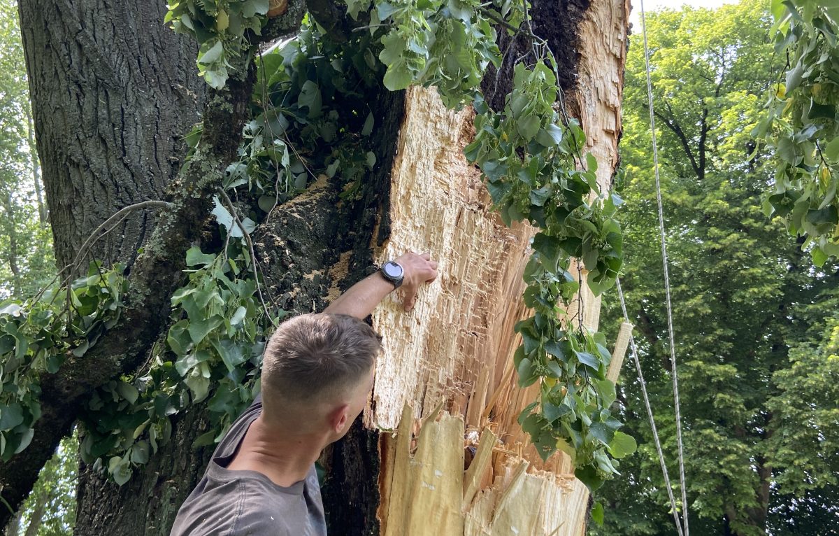 L'endroit désigné par Romaric montre les traces du champignon qui a infecté l'arbre et donné lieu à sa casse. © Élodie R.