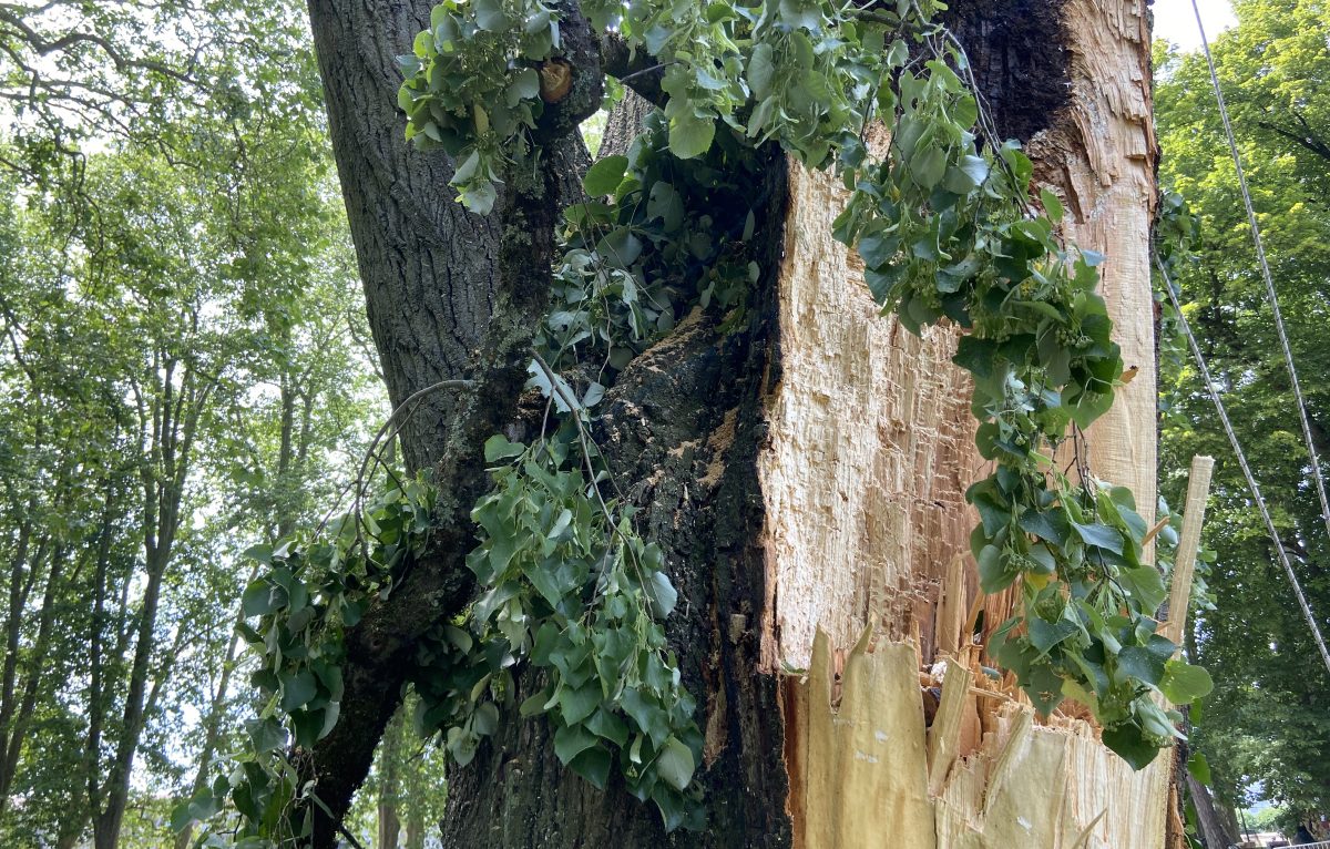 L'abattage de l'arbre à Chamars le 19 juin 2023. © Élodie R.