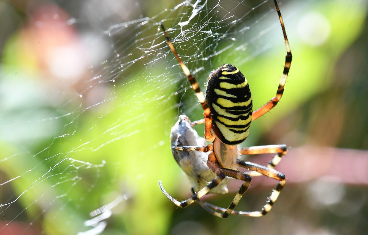 L’Argiope frelon © Jean-Claude Varlez