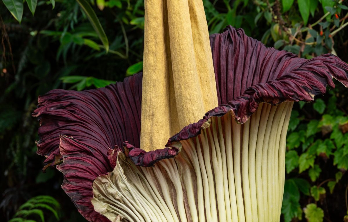  © jardin botanique de Villers-les-Nancy