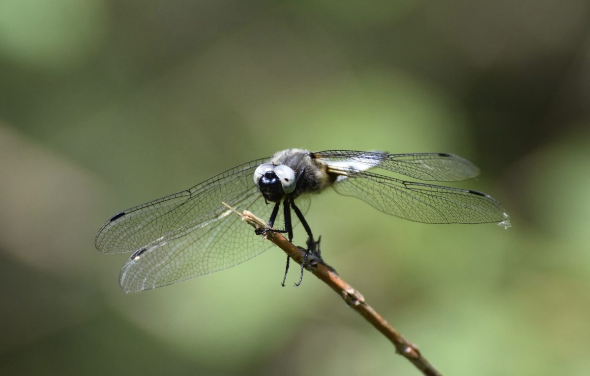 Libellule fauve, emblématique des zones humides.  © N. Enderlin