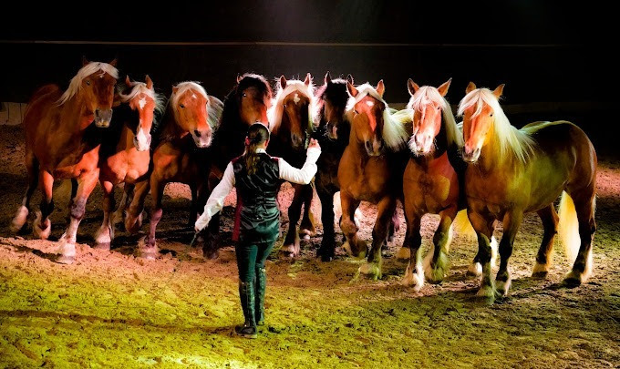 Spectacle équestre 