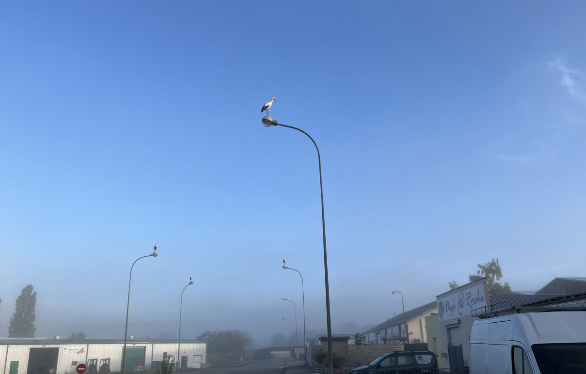 Ce matin, une cigogne dominait le paysage à Roche lez Beaupré. © DR