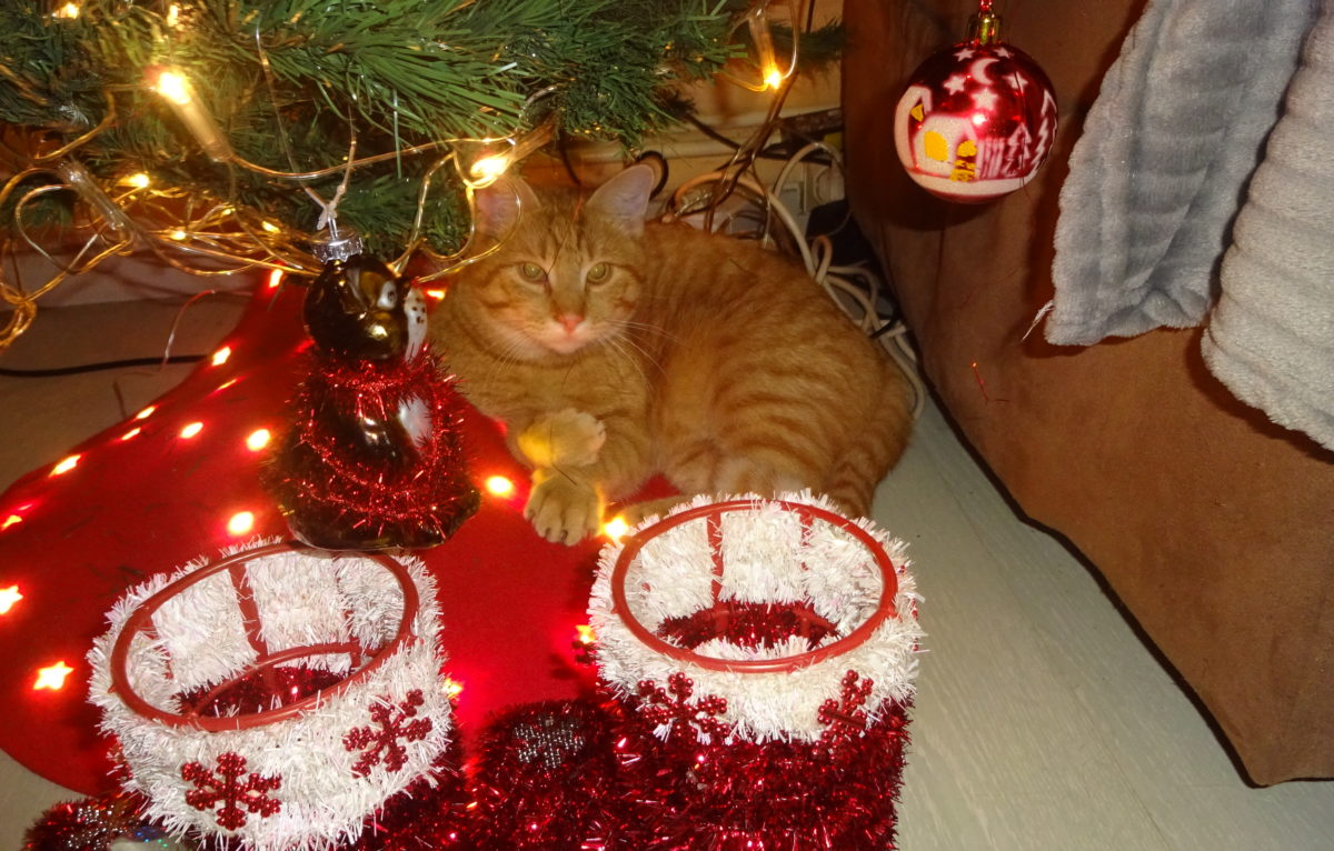 Le chat sous le sapin de la famille Chambre à Besançon. ©