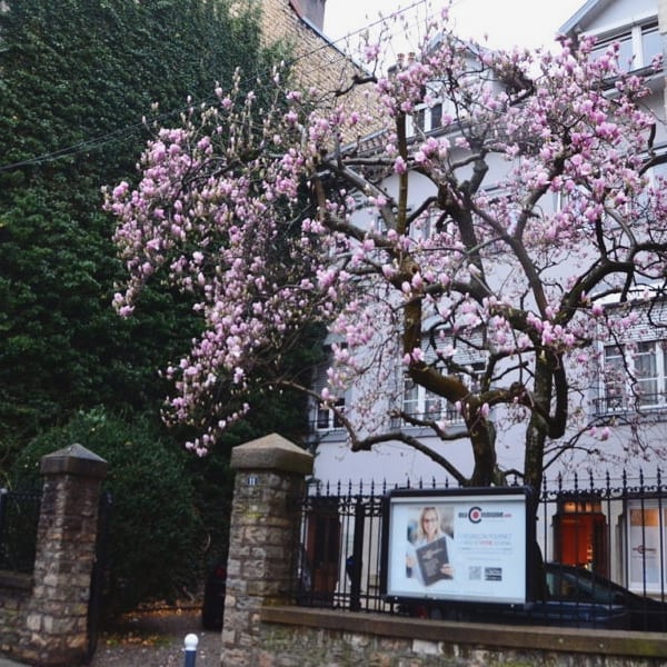 Magnolia, au 11 rue Gambetta à Besançon. © Alexane Alfaro