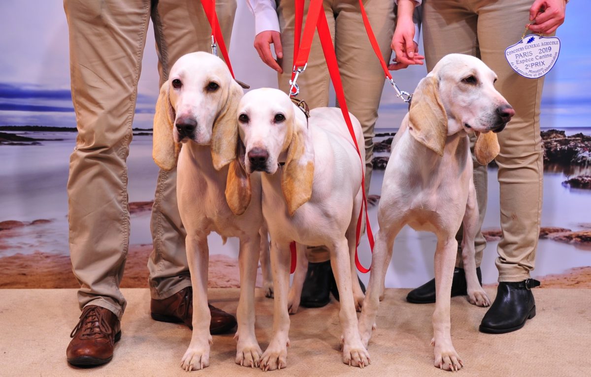 Porcelaines, race patrimoniale bourguignonne-franc-comtoise. © Franck Haymann - Centrale Canine