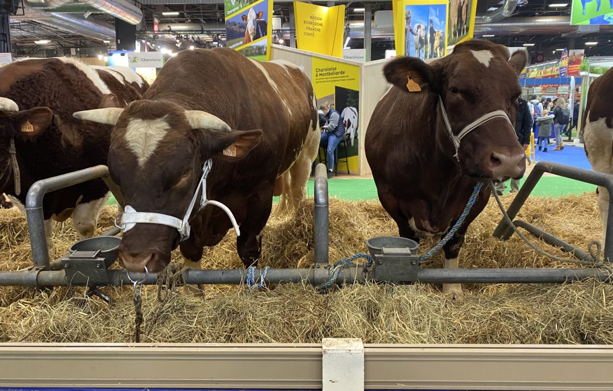 Salon international de l'agriculture à Paris 2024. © Alexane Alfaro