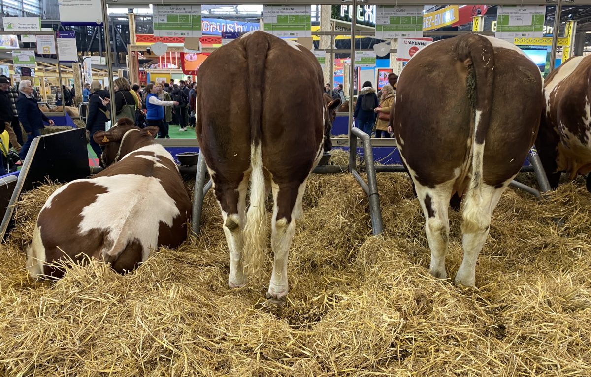 Salon international de l'agriculture à Paris 2024. © Alexane Alfaro