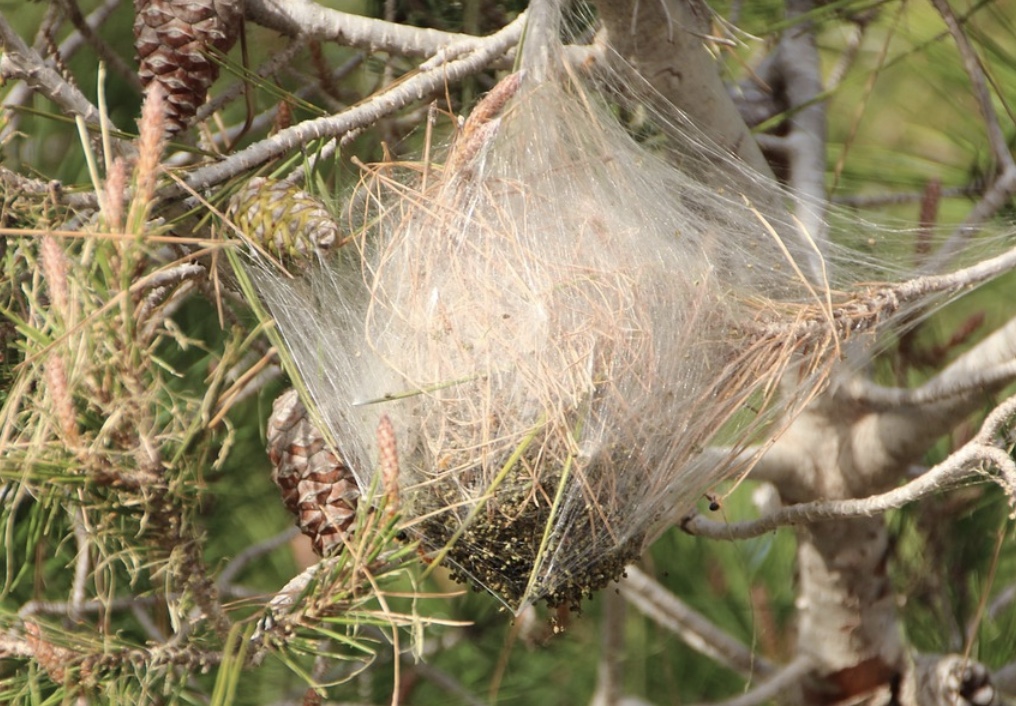 Chenilles processionnaires © Leo_65/Pixabay
