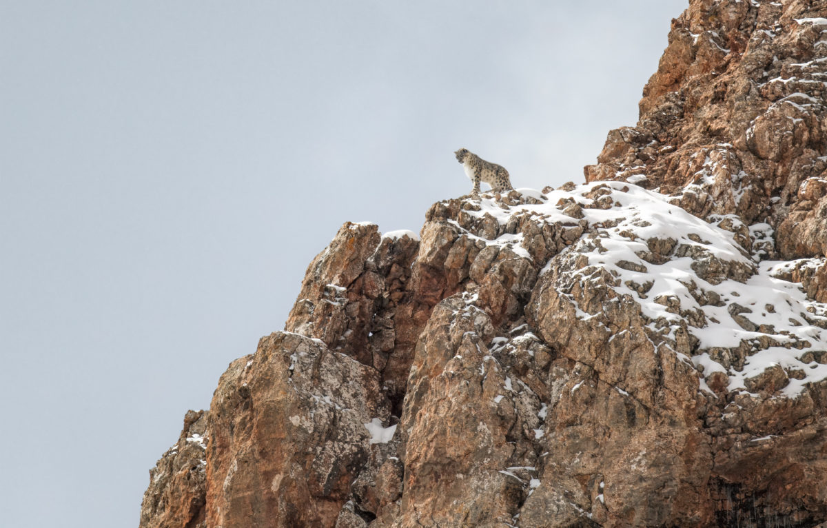 Panthère des neiges © Vincent Munier