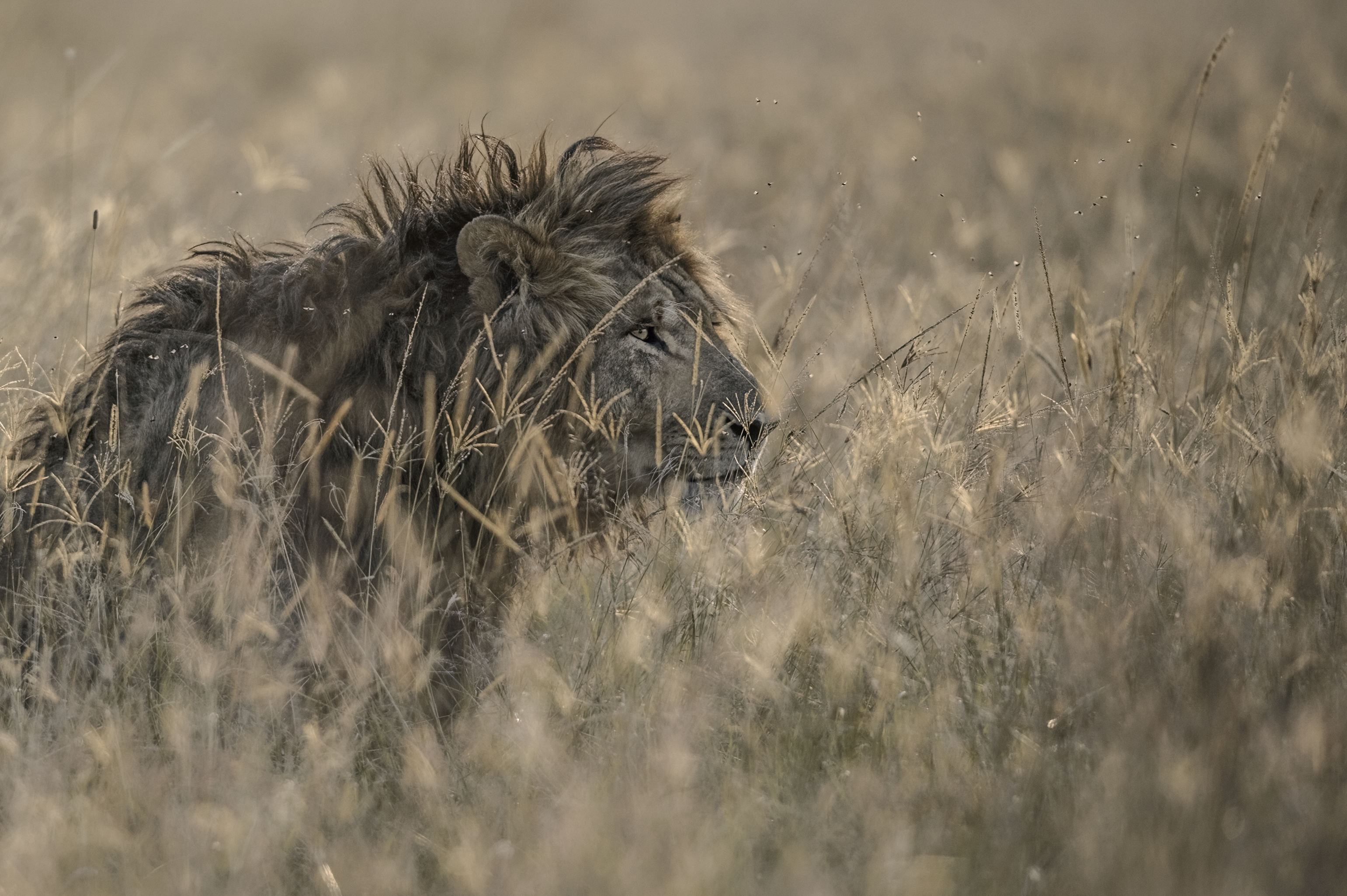 Lion © Vincent Munier