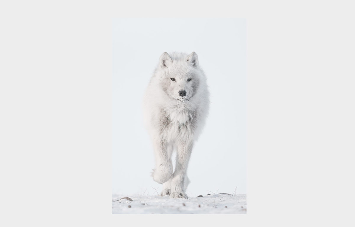 Loup arctique © Vincent Munier