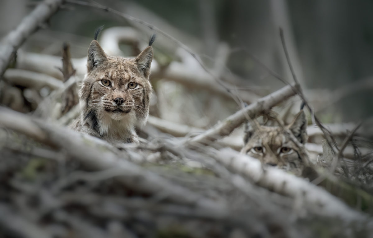 Lynx boréaux © Vincent Munier