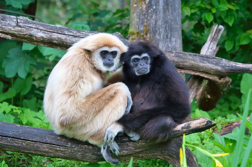 Gibbon © Matthias Kabel — Travail personnel at Zoo Salzburg, CC BY 2.5, httpscommons.wikimedia.org