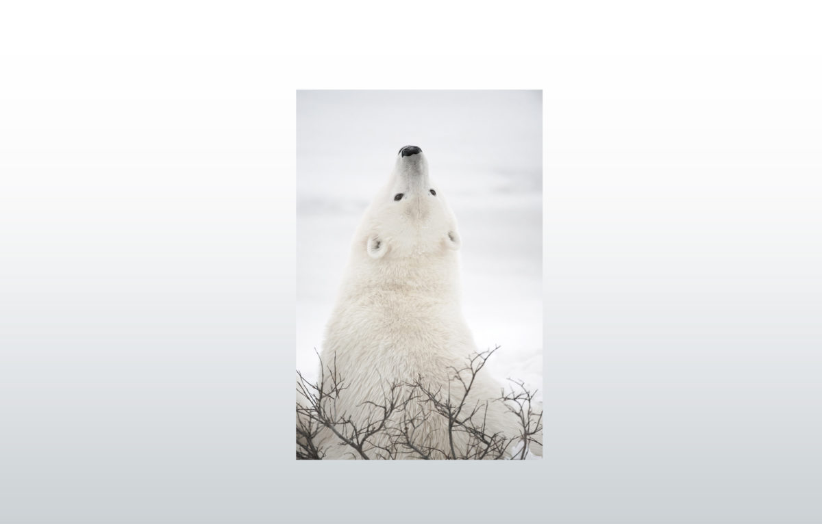 Ours polaire
 © Vincent Munier