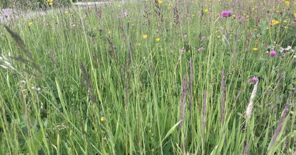 Pollens : un peu de répit en Bourgogne-Franche-Comté pour les personnes allergiques • macommune.info