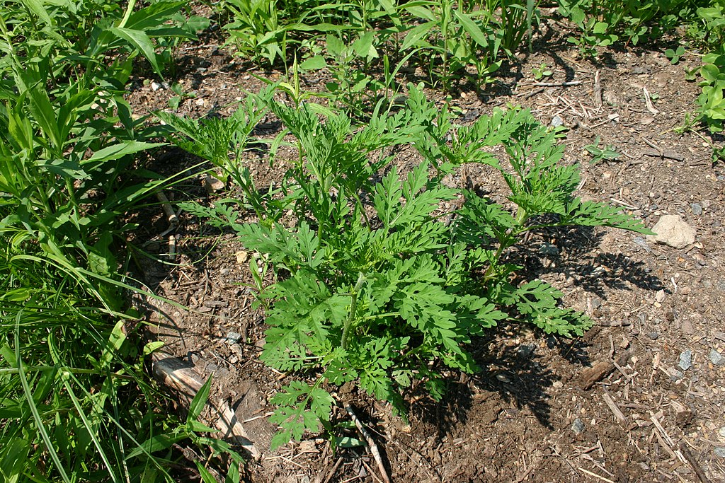 Ambrosia artemisiifolia © SB Johnny
