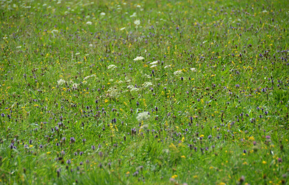  &copy; Alexane Alfaro