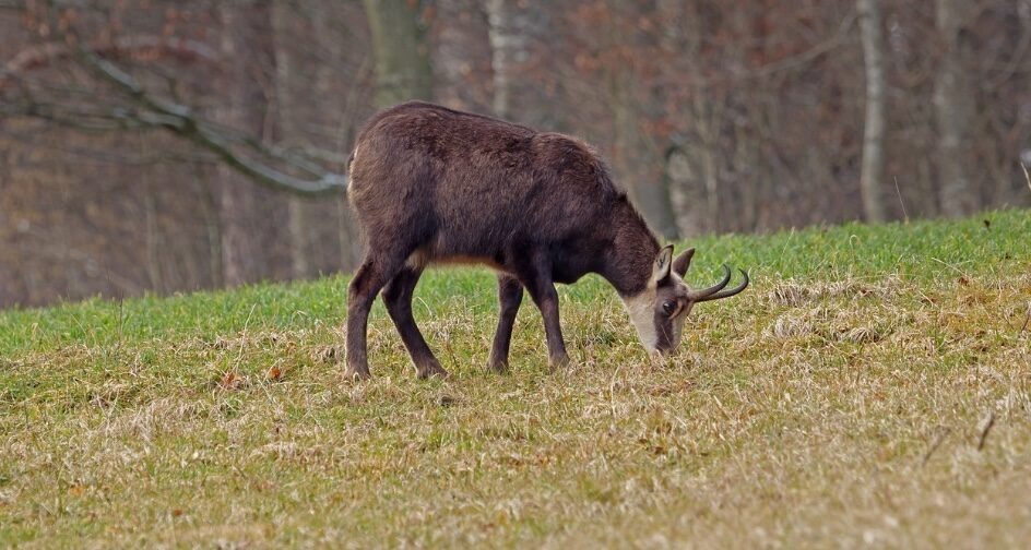 Chasse des chamois dans le Doubs : l’ASPAS demande un moratoire au préfet • macommune.info