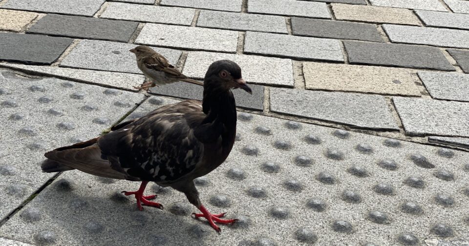 À Besançon, une initiative citoyenne pour installer le premier pigeonnier contraceptif • macommune.info