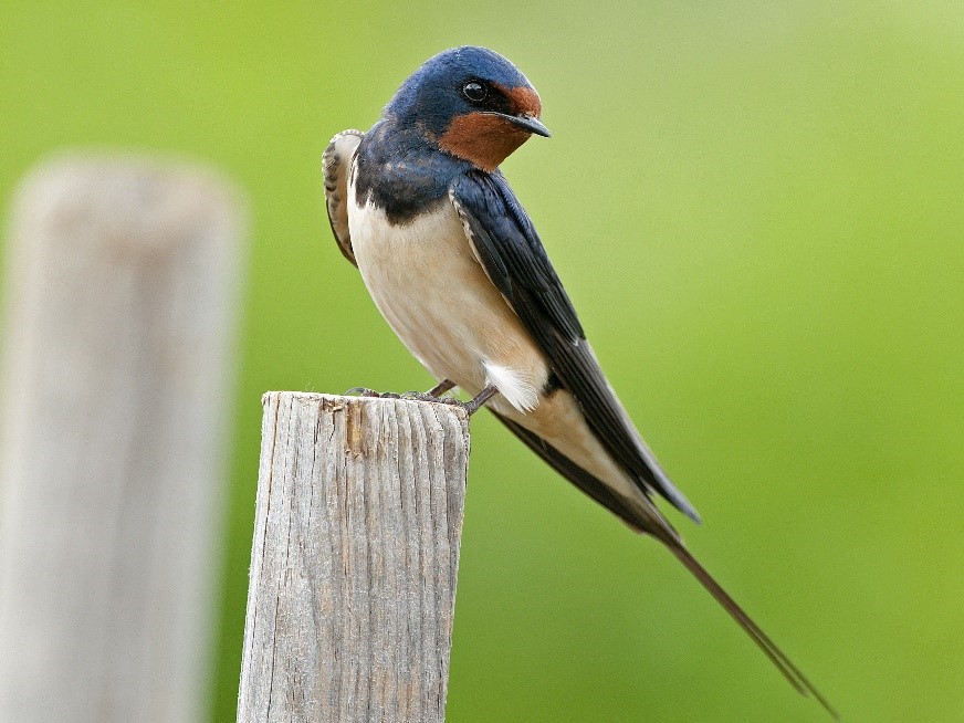 Hirondelle rustique © Jean-Paul. Leau