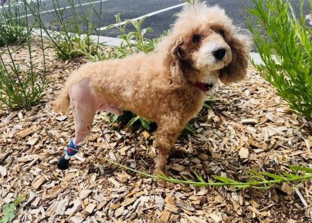 Loucky, chien accompagné par ennoïa vet © ennoïa vet