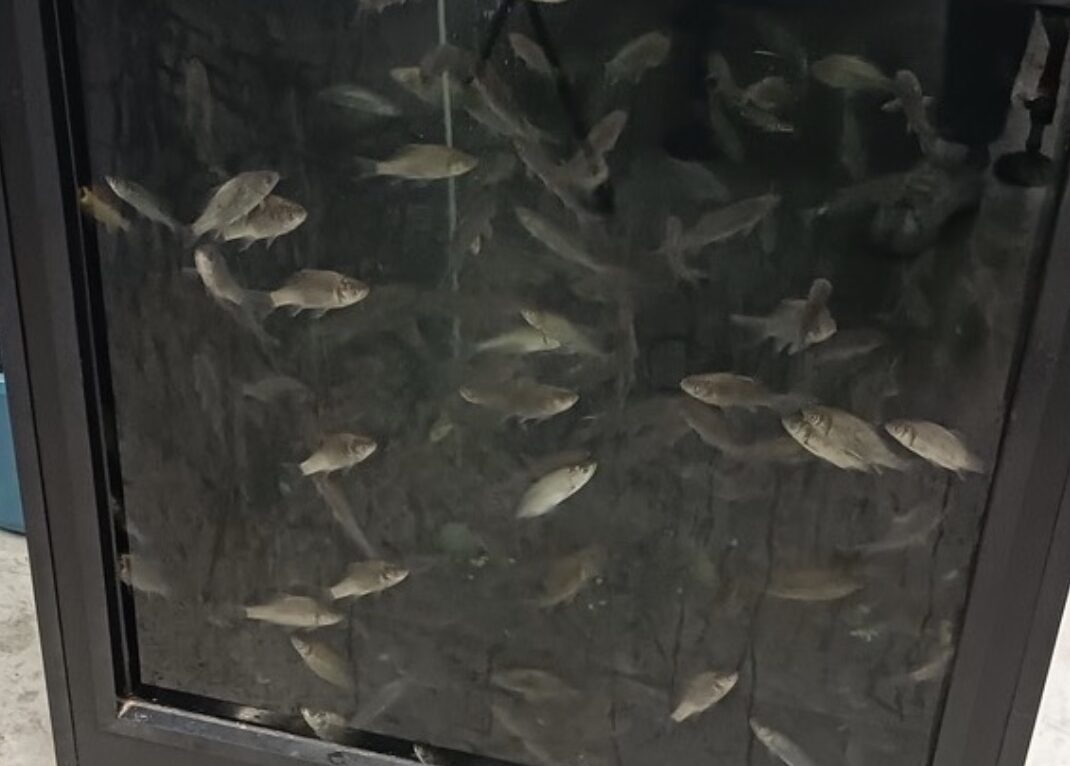 Des poissons vendus dans le magasin Decathlon de Montbéliard le 30 avril 2025. © PAZ