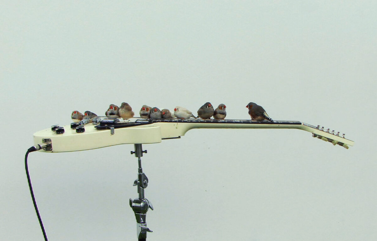 Ariane Michel et Céleste Boursier-Mougenot, Les oiseaux de Céleste, 2008, collection Frac Franche-Comté. © Ariane Michel et Céleste Boursier-Mougenot