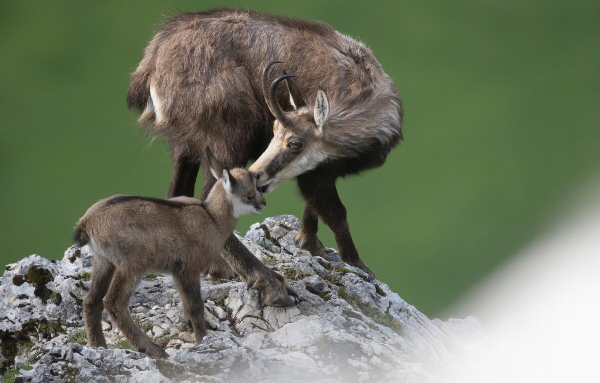 Un jeune chamois et sa mère. © Alain Prêtre