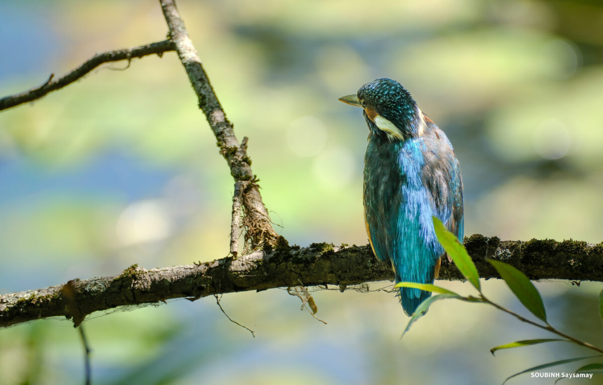  © Saysamay Soubinh