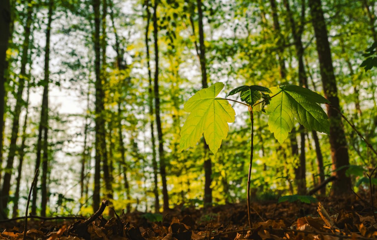  © Pexels : Lana Kravchenko
