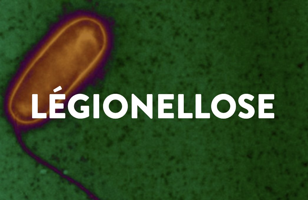 Legionella pneumophila, la bactérie responsable de la légionellose. © Institut Pasteur