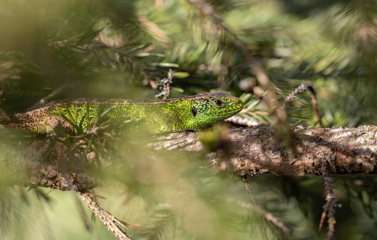 Lézard des souches  © Thibault Cuenot