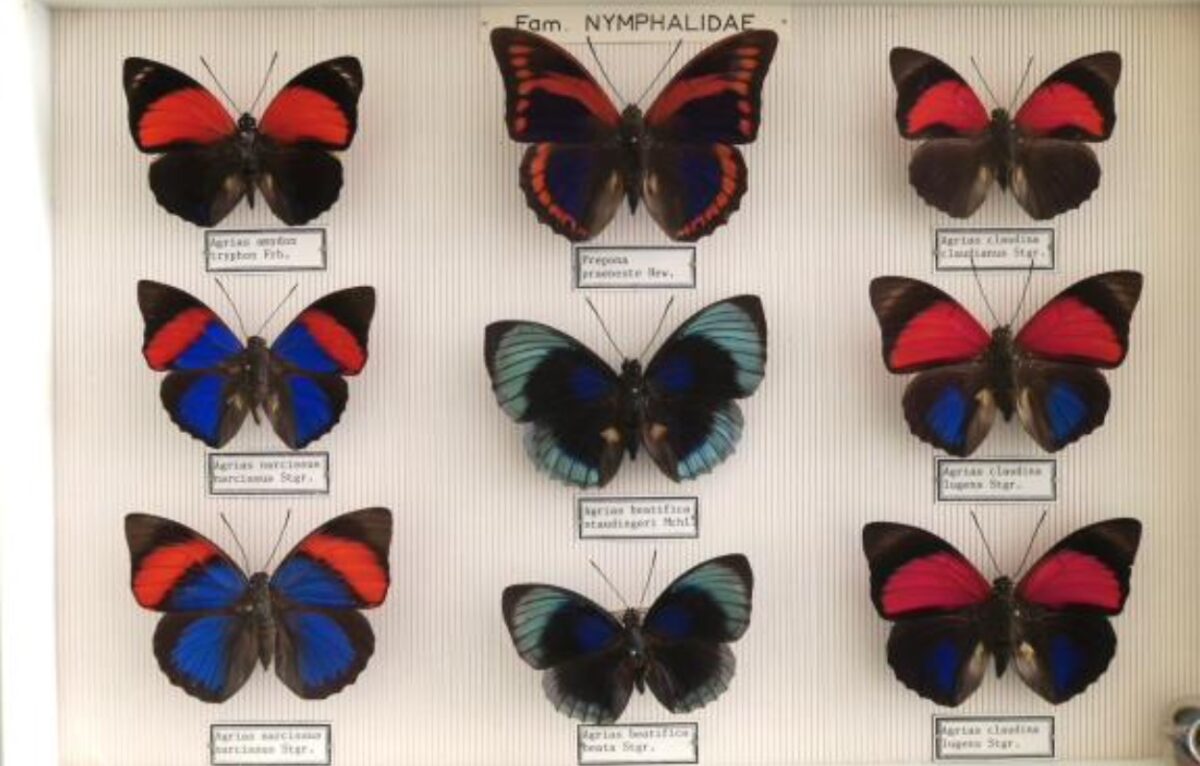 Nymphalidae exotiques dont Prepona laertes autolycus (1ex), P.demophon ssp (2exs), Agrias narcissus (cp), A.claudina lugens (cp)
Est. 200/250 € © Astride Veillon Maison de ventes aux enchères