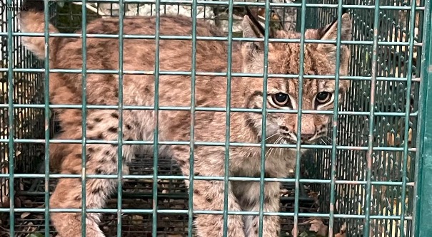 image provenant de la capture d'un des deux jeunes lynx par le Centre Athénas  © Centre Athénas / Facebook