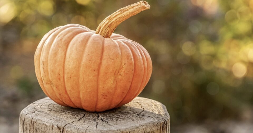 Que faire à Morteau pendant les vacances de la Toussaint ? • macommune.info