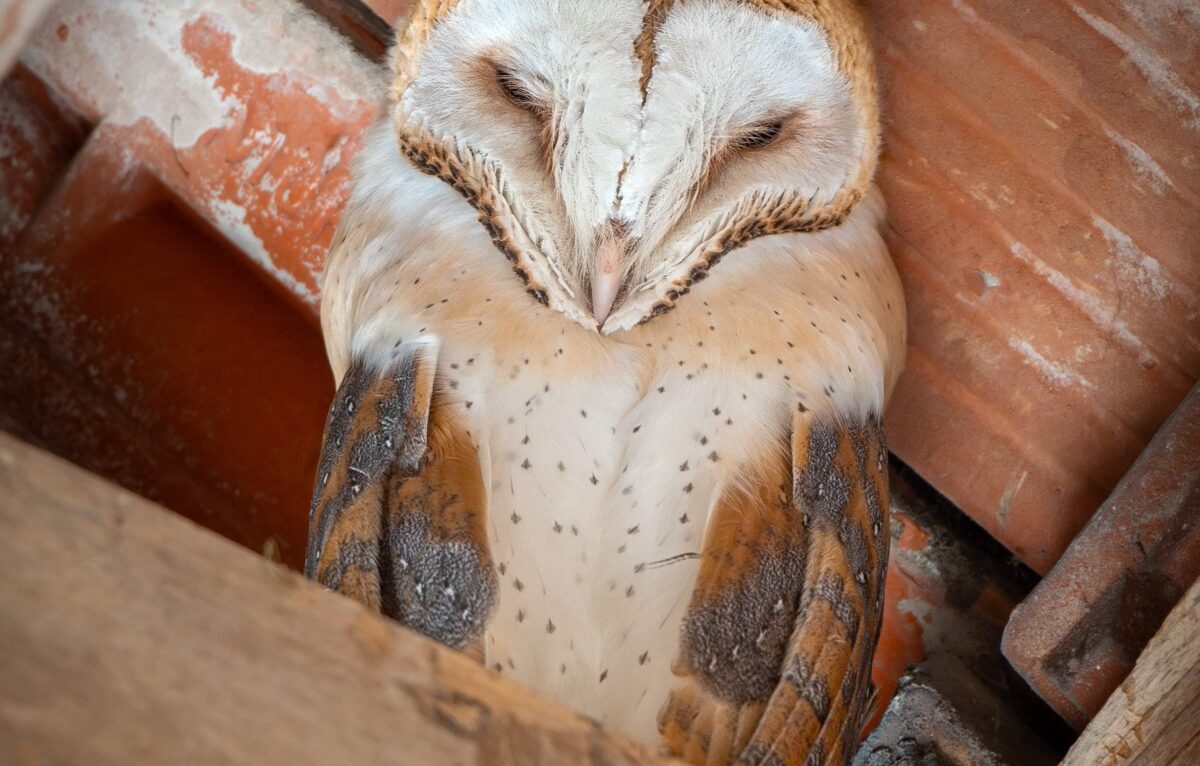 Effraie des clochers © Hugo Barré-Chaubet