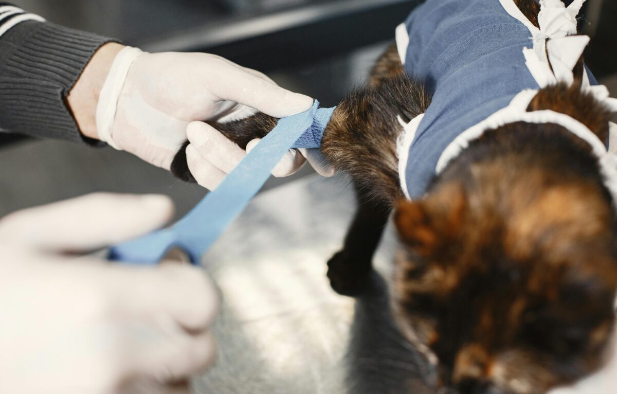  &copy; Pexels / Gustavo Fring