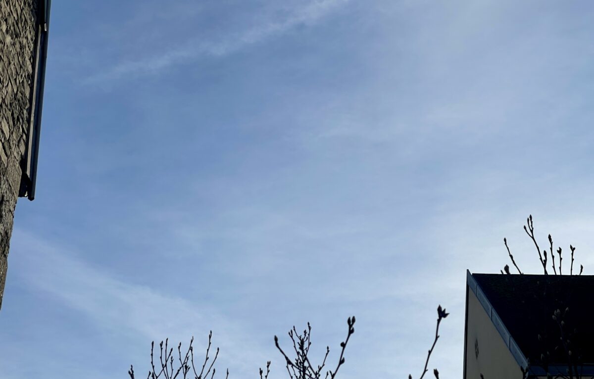  &copy; Alexane Alfaro