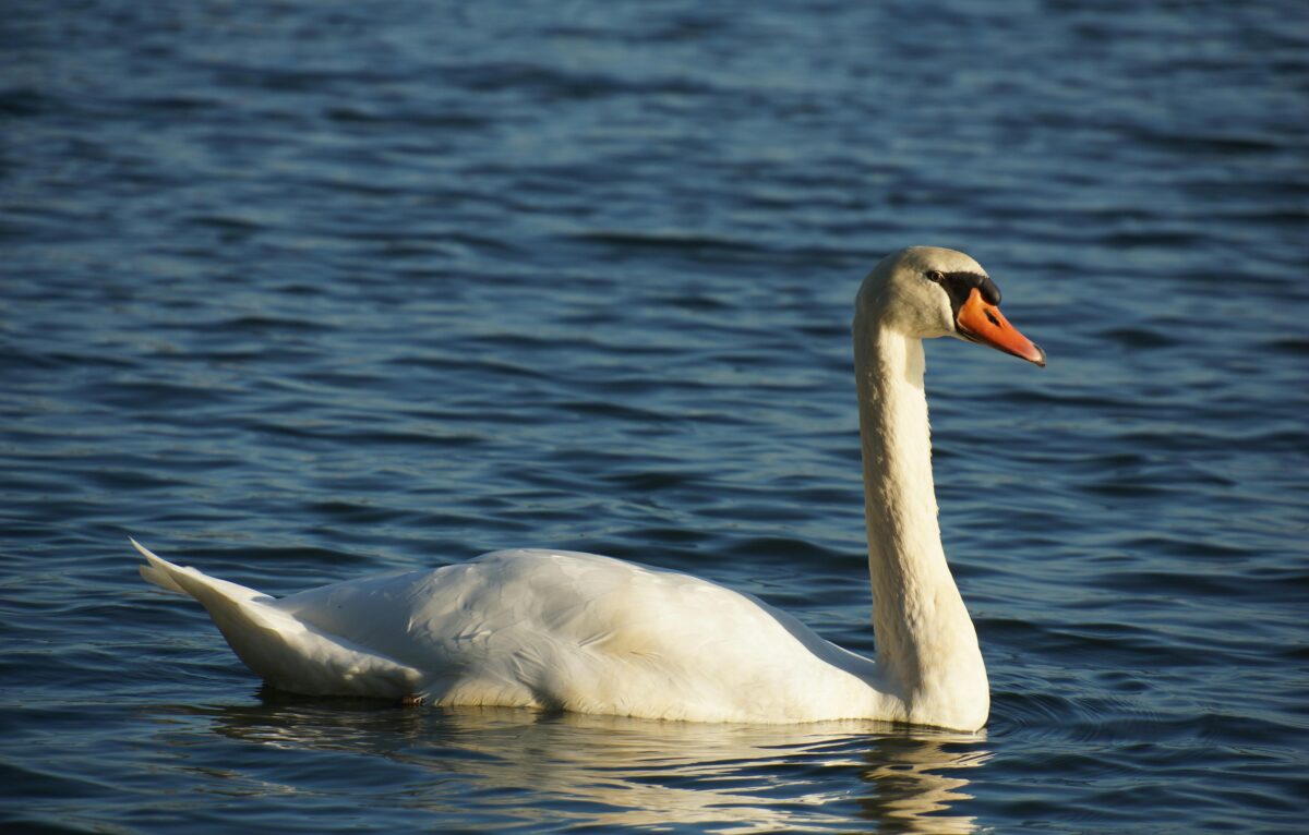  &copy; Pexels / photo de Stefan Camps