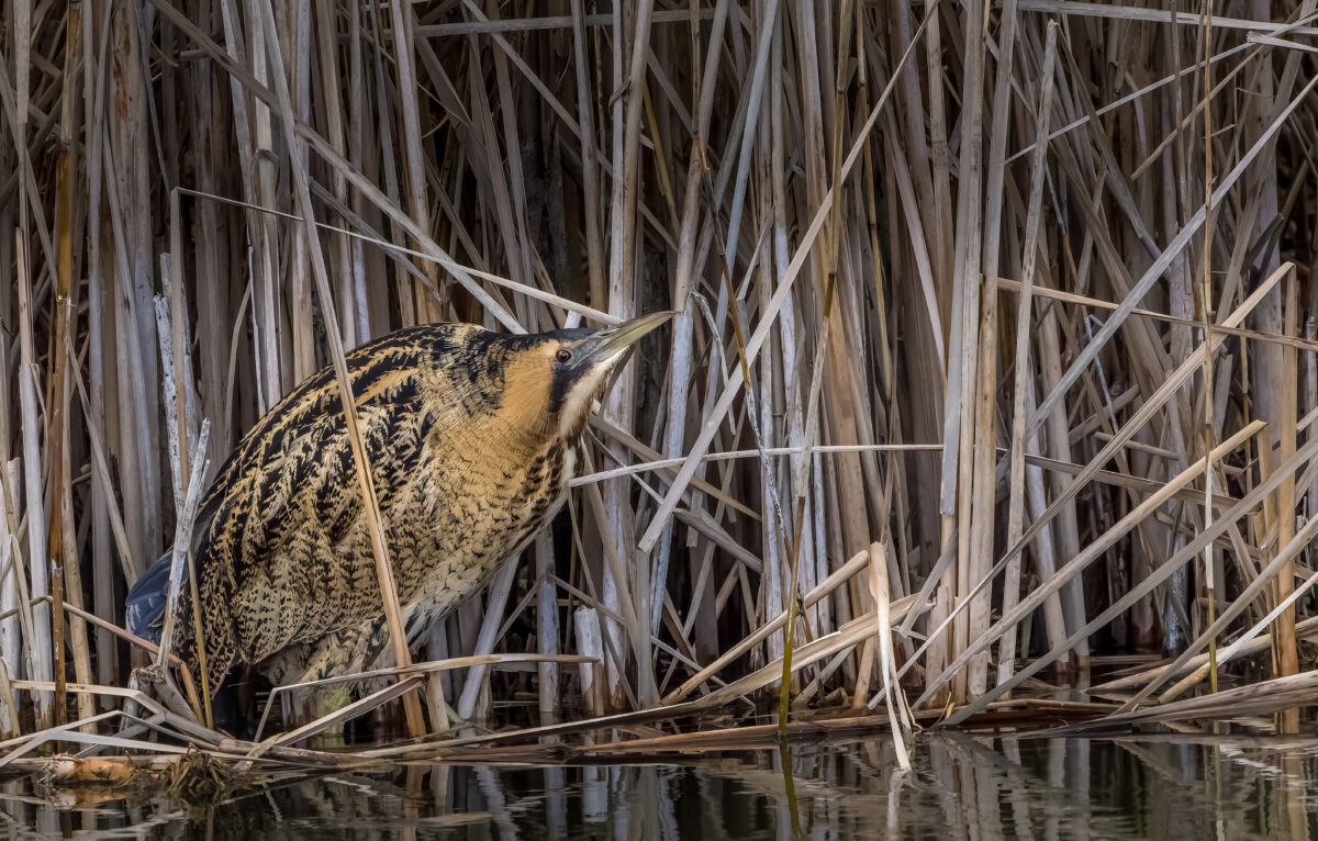 Le fantôme des marais : le Butor étoilé &copy; ThBrenet