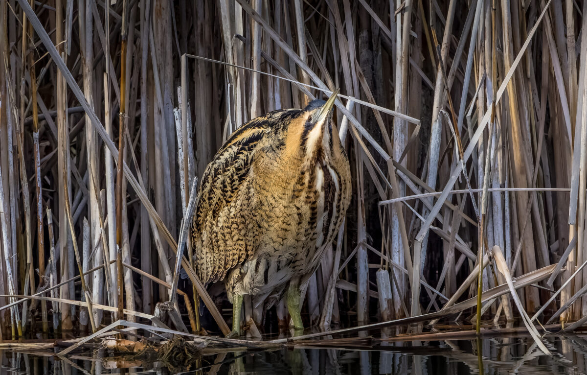 Le fantôme des marais : le Butor étoilé &copy; ThBrenet