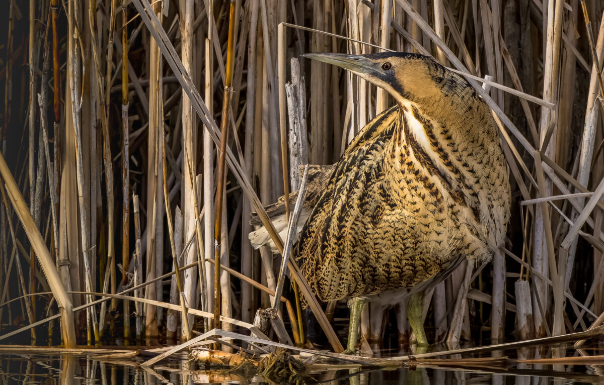 Le fantôme des marais : le Butor étoilé &copy; ThBrenet