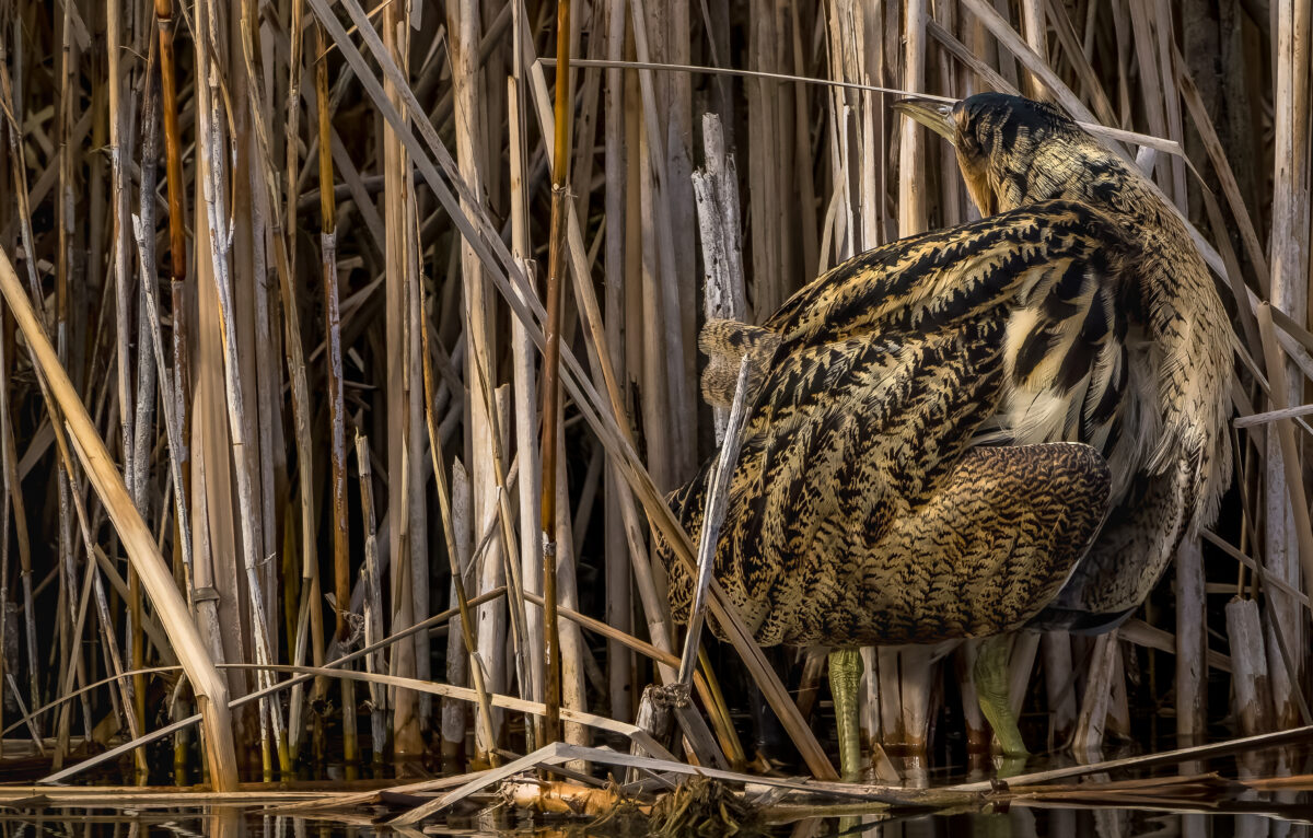 Le fantôme des marais : le Butor étoilé &copy; ThBrenet