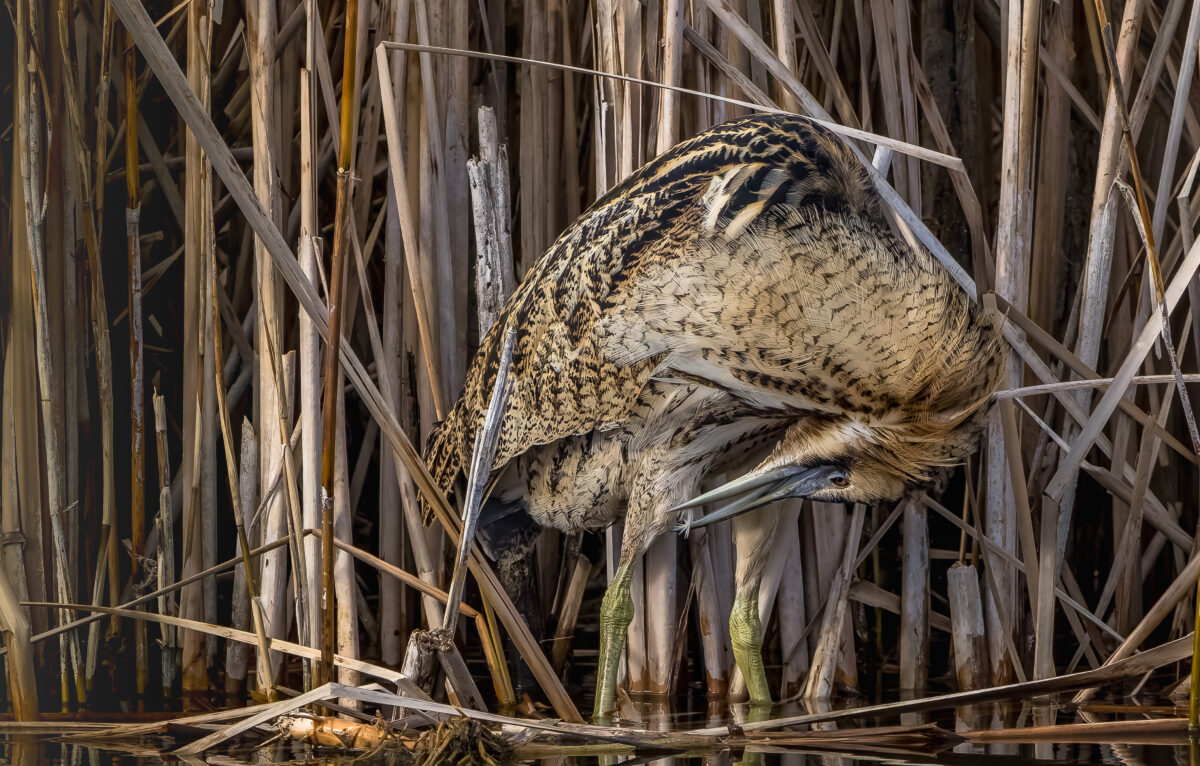 Le fantôme des marais : le Butor étoilé &copy; ThBrenet