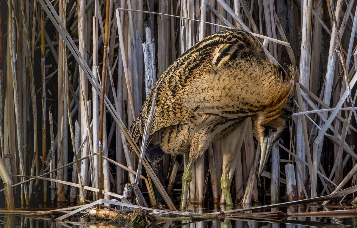 Le fantôme des marais : le Butor étoilé &copy; ThBrenet