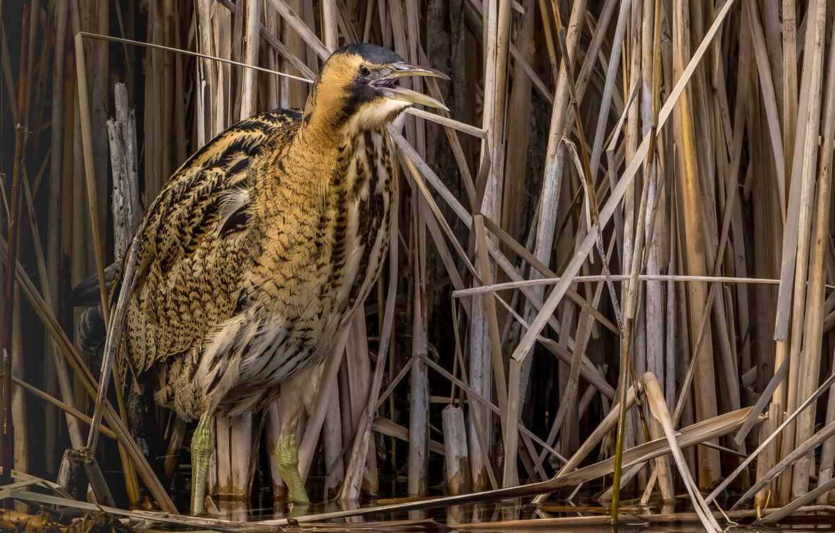 Le fantôme des marais : le Butor étoilé &copy; ThBrenet