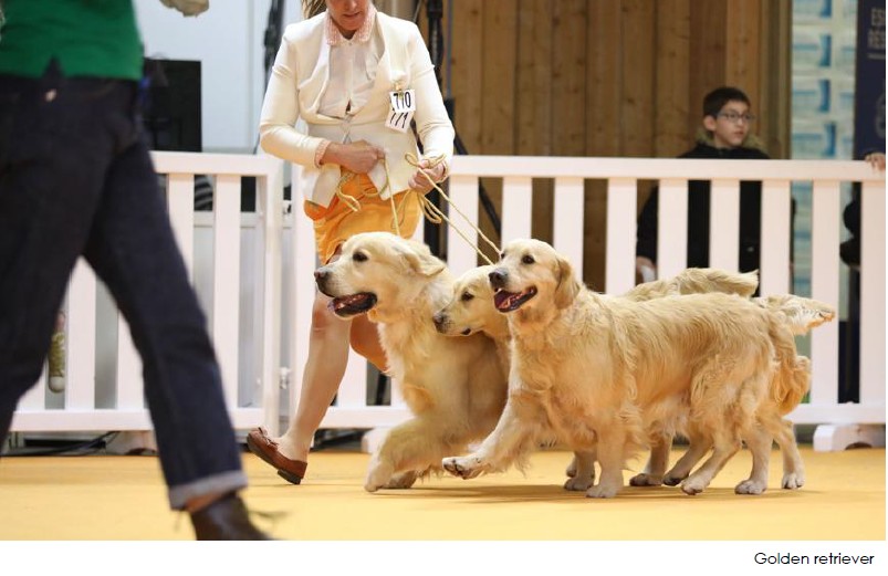  &copy; Centrale Canine